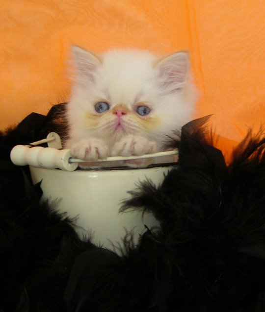 Kattenfokker, Fokker katten, Fokker kittens, Pers, Selkirk rex in Buggenhout, Oost-Vlaanderen